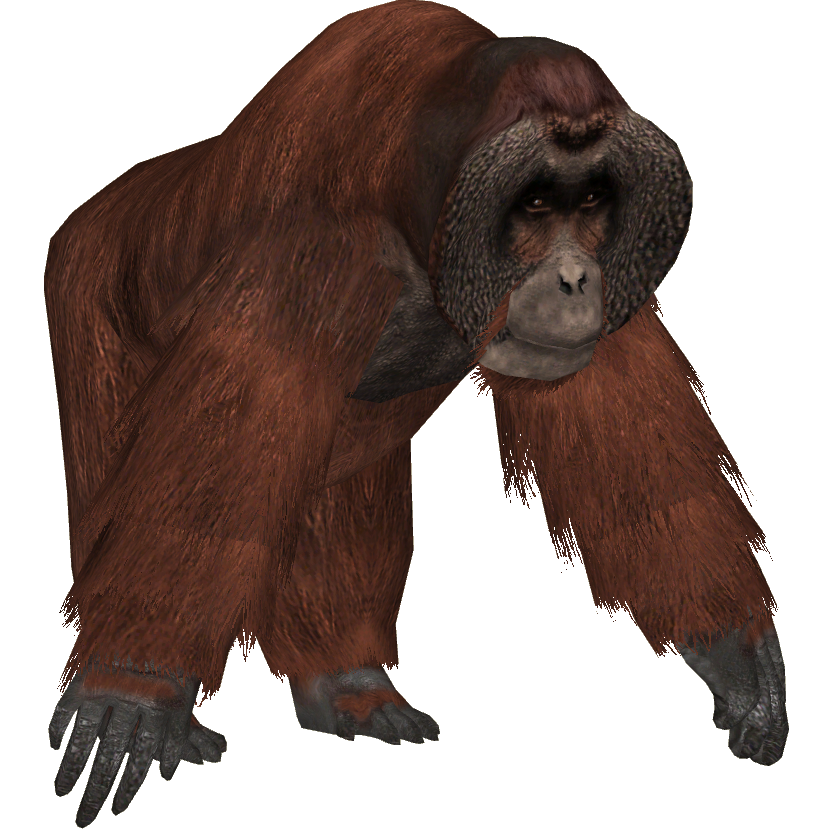 Orangutan Transparent PNG Image