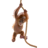 Orangutan PNG