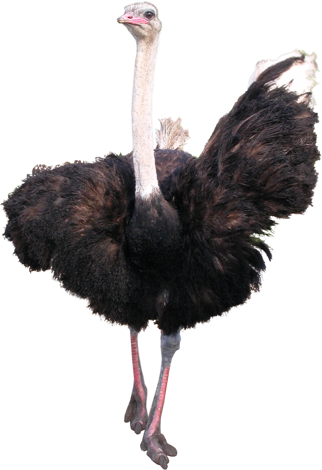 Ostrich Transparent PNG Image
