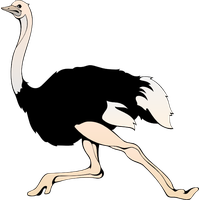 Ostrich PNG