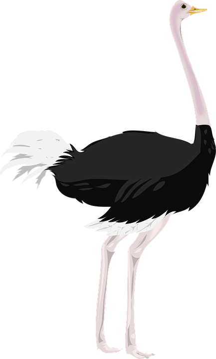 Ostrich Transparent PNG Image