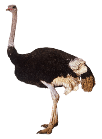 Ostrich Transparent PNG Image