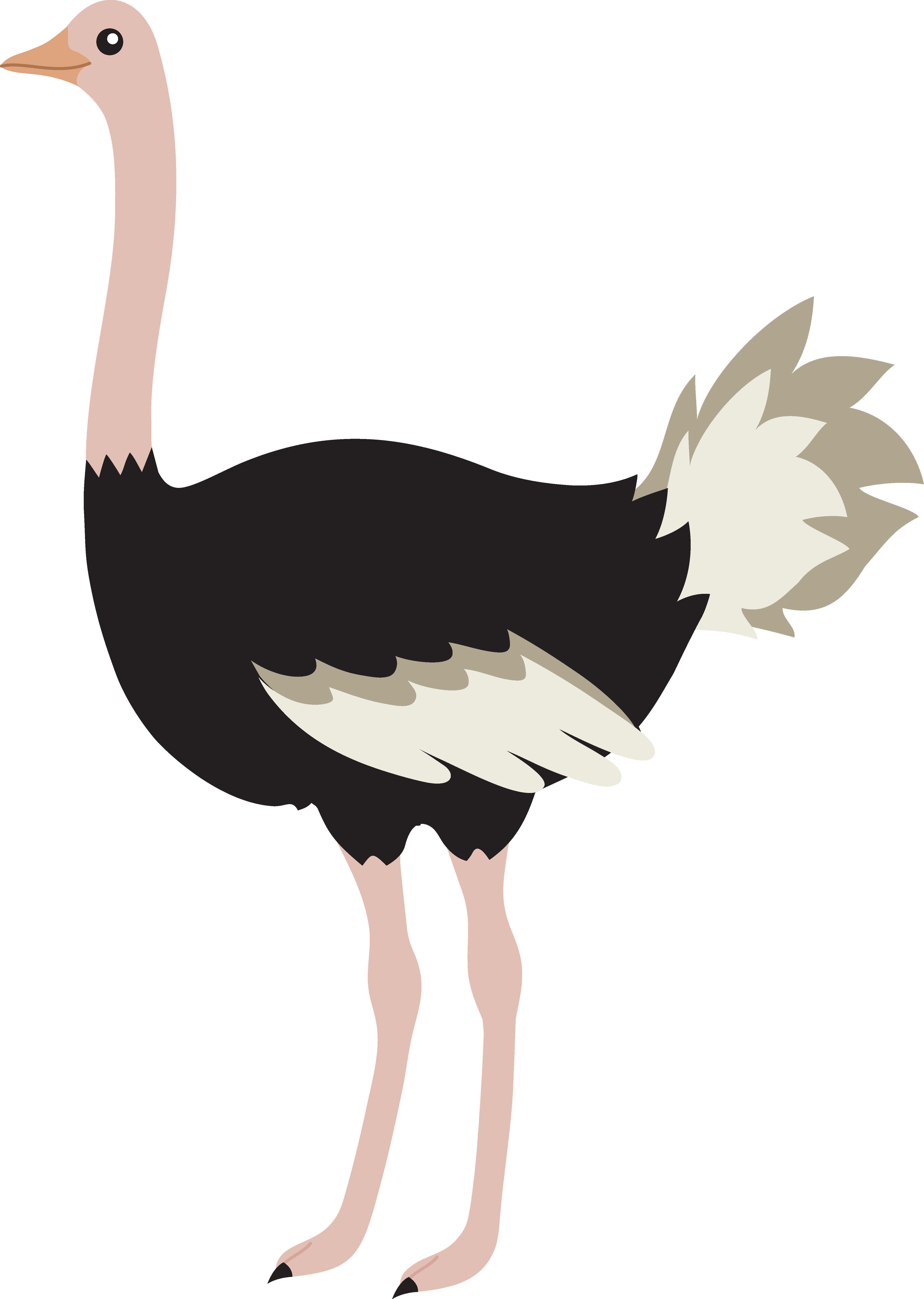 Ostrich Transparent PNG Image