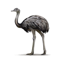Ostrich PNG