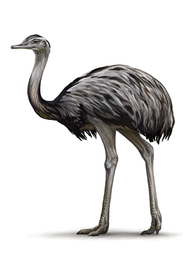 Ostrich Transparent PNG Image