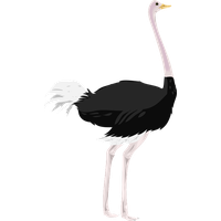 Ostrich PNG