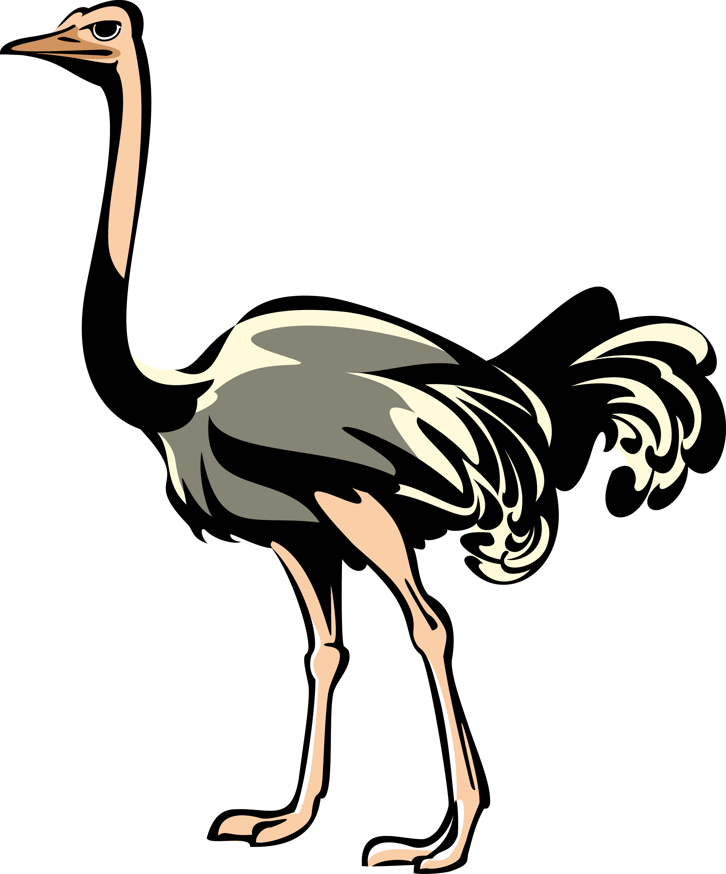 Ostrich Transparent PNG Image