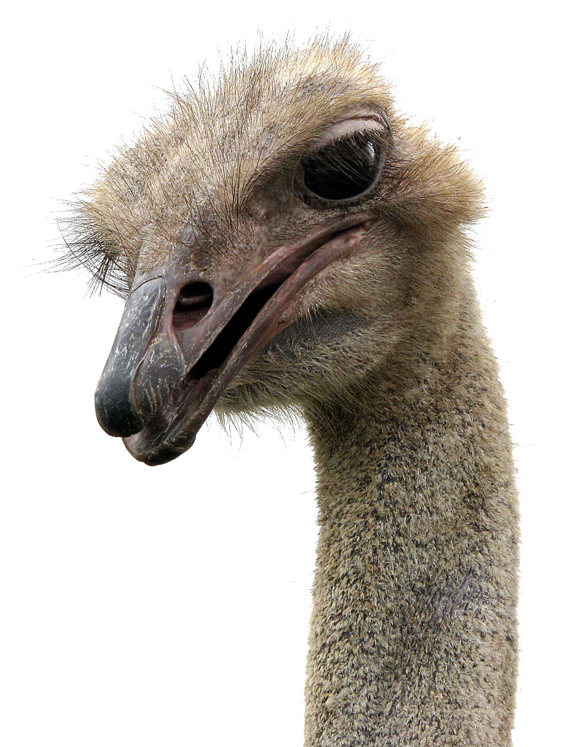 Ostrich Transparent PNG Image