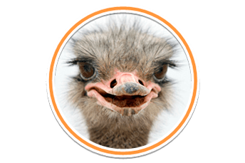 Ostrich Transparent PNG Image