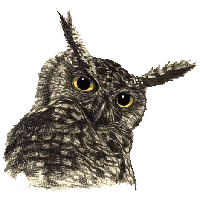 Owl Png File PNG Image