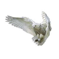 Owl Png Hd PNG Image