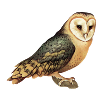 Owl High-Quality Png PNG Image