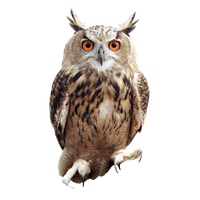 Owl Png Picture PNG Image