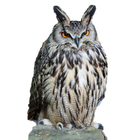 Owl Download Png PNG Image