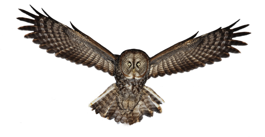 Owl Photos PNG Image