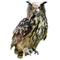 Download Owl Free PNG photo images and clipart | FreePNGimg