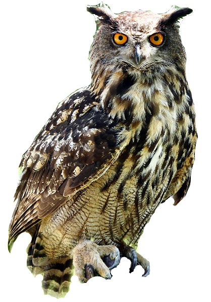 Owl Free Download PNG Image