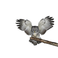 Owl Photo PNG Image