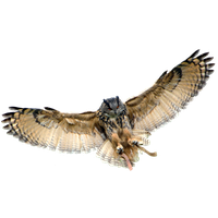 Owl Transparent Background PNG Image