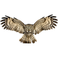 Owl PNG Image