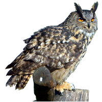 Owl Transparent PNG