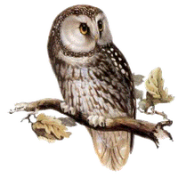 Owl Png PNG Image