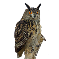 Owl Png Clipart PNG Image