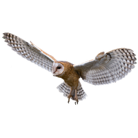 Owl Png Image PNG Image