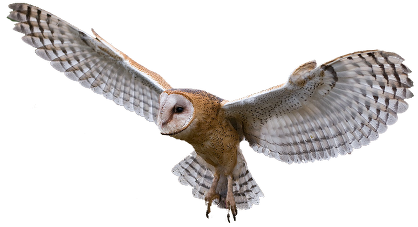 Owl Png Image PNG Image