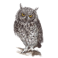 Owl Png Pic PNG Image