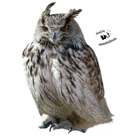 Owl Transparent PNG Image