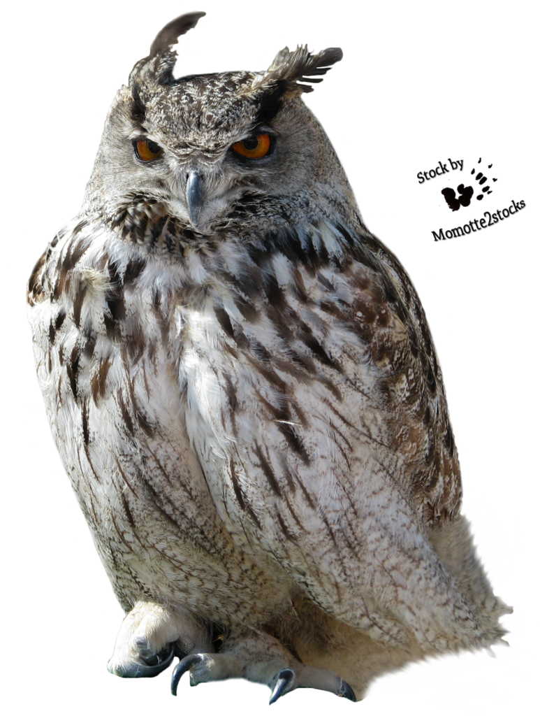Owl Transparent PNG Image