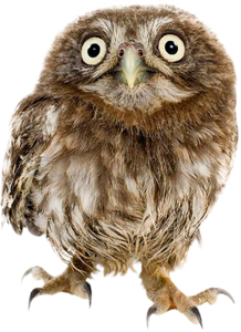 Owl Transparent PNG Image
