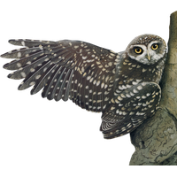 Owl PNG