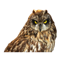 Owl PNG