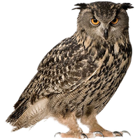 Owl PNG