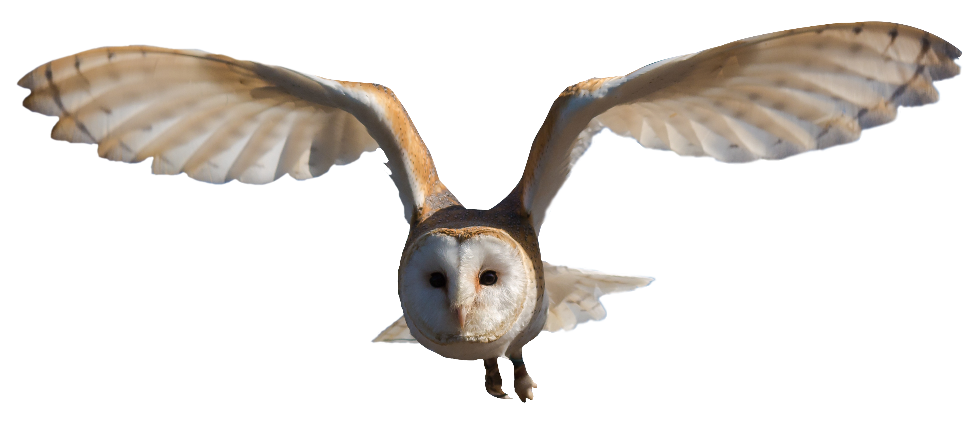 Owl Transparent PNG Image