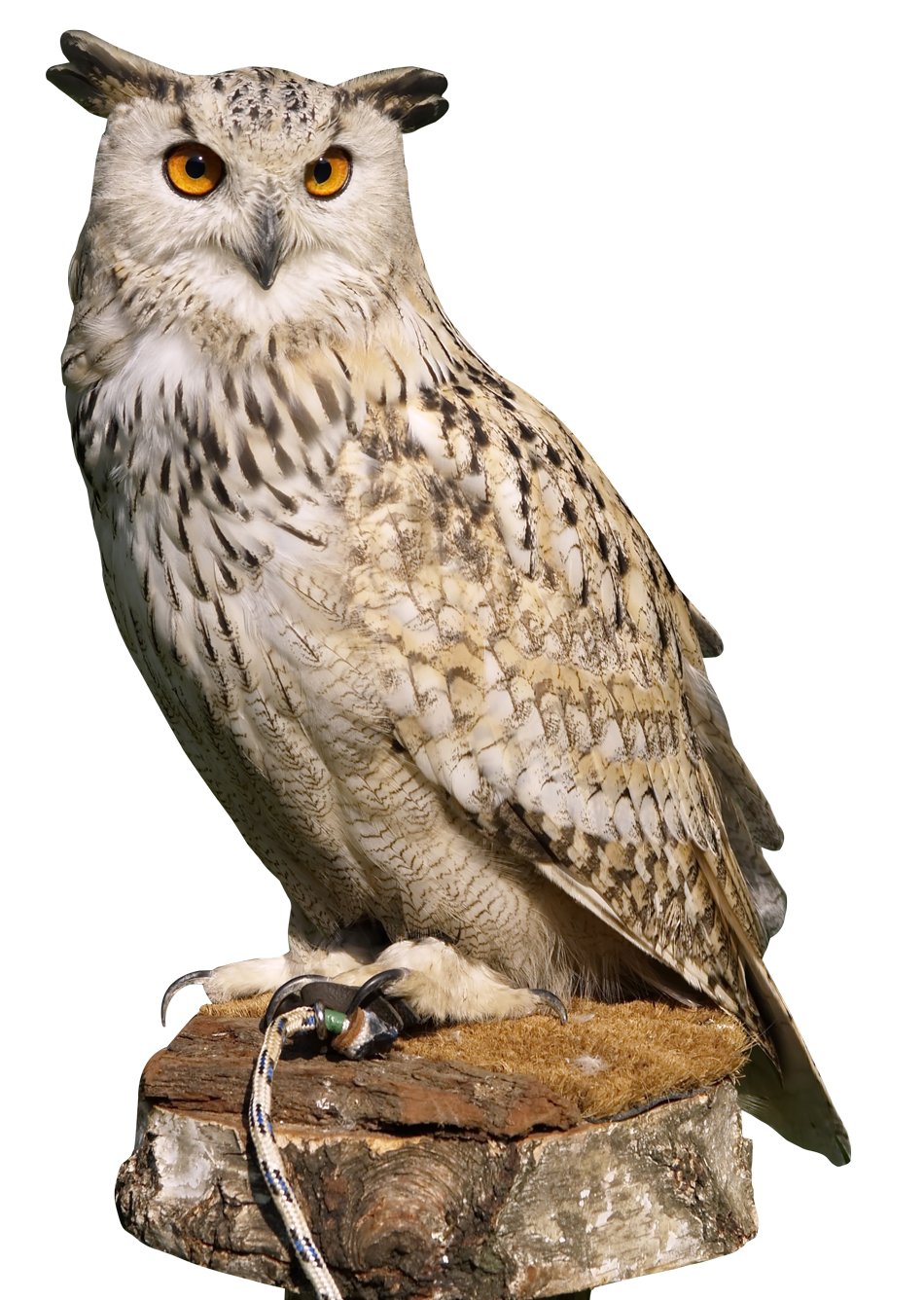Owl Transparent PNG Image