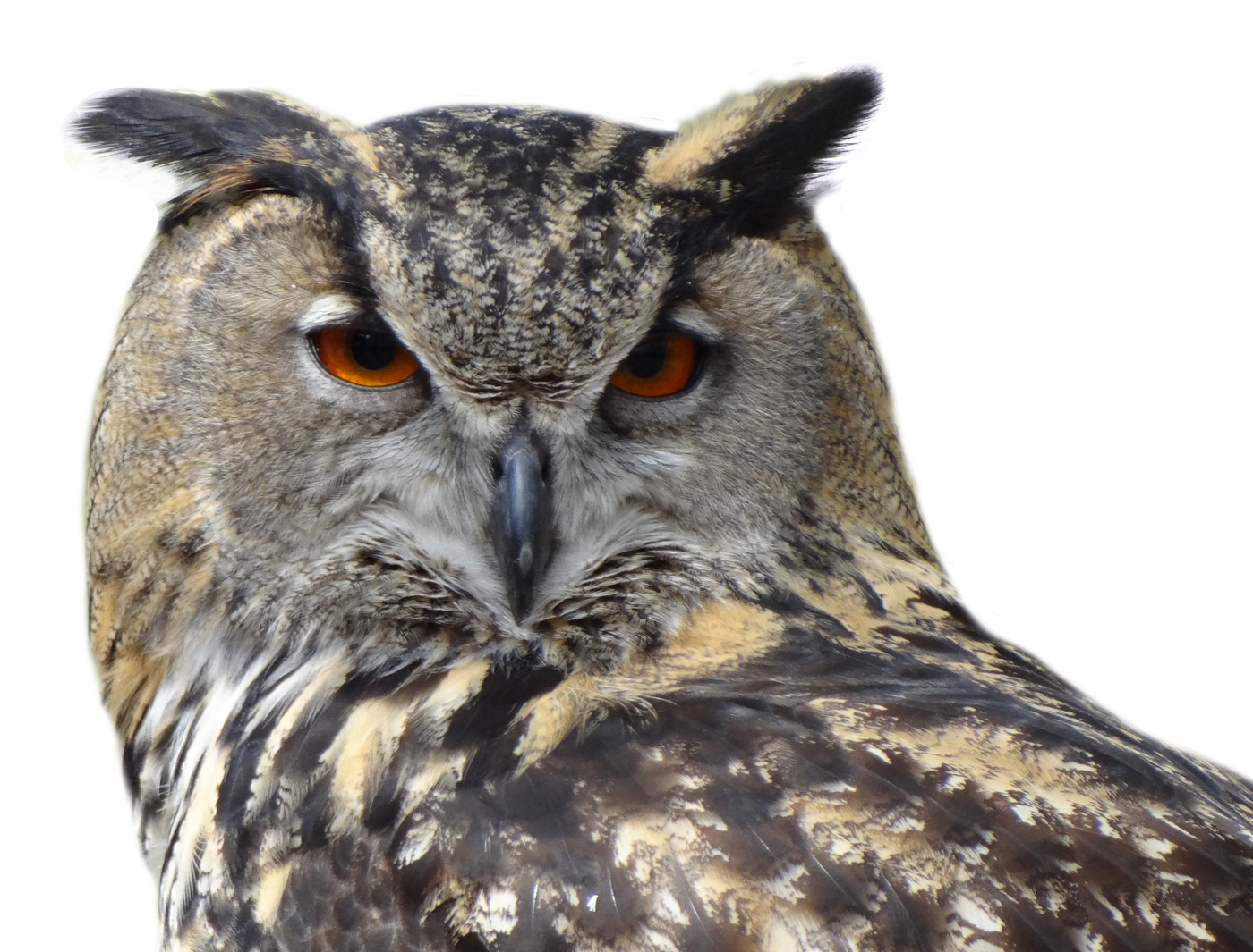 Owl Transparent PNG Image