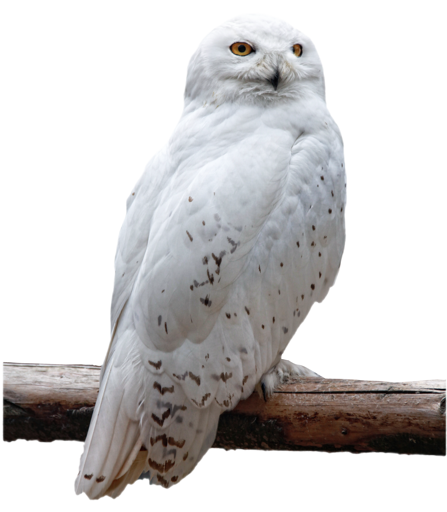 Owl Transparent PNG Image