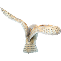 Owl PNG