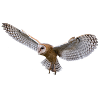 Owl PNG