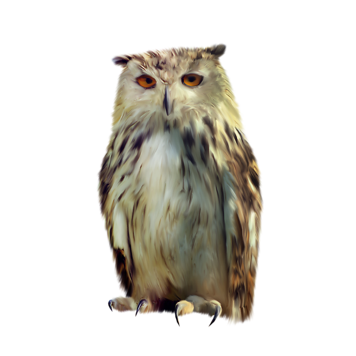 Owl Transparent PNG Image