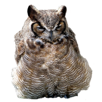 Owl PNG