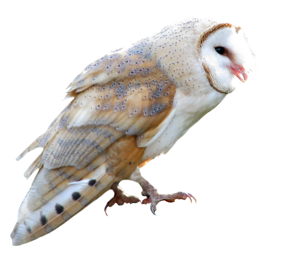 Owl Transparent PNG Image