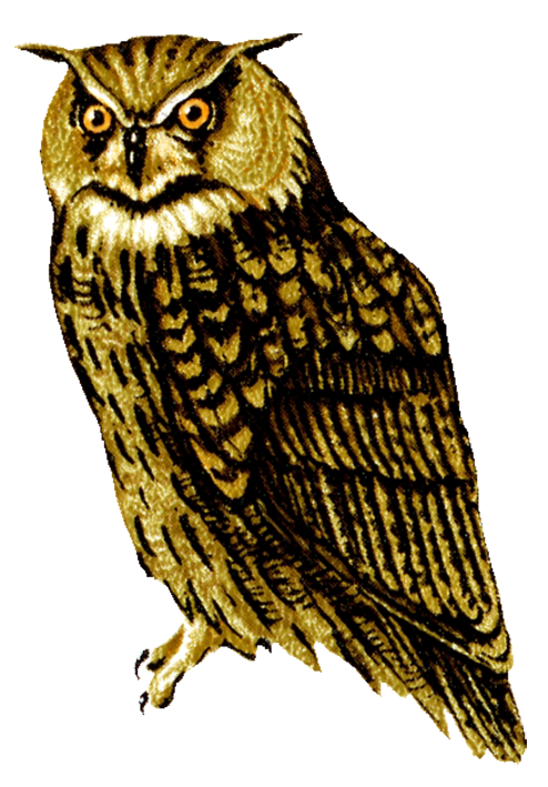 Owl Transparent PNG Image