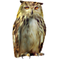 Owl PNG