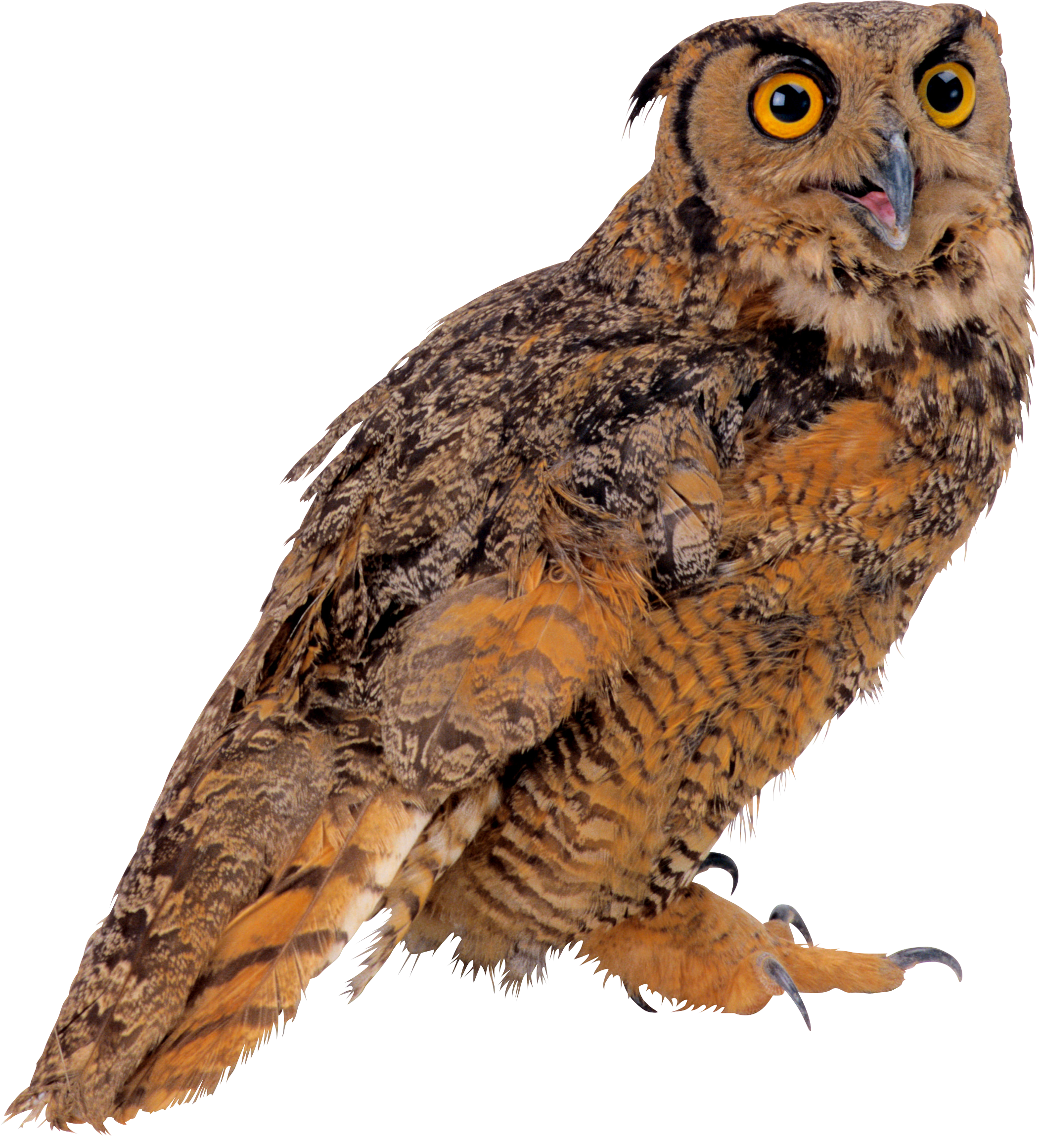 Owl Transparent PNG Image