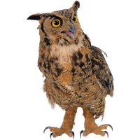 Owl PNG