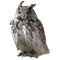 Owl PNG
